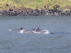 Val- och delfinsafari, aktivitet på Azorerna